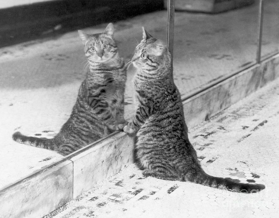 Cat Looking At Herself In Mirror Photograph by Bettmann