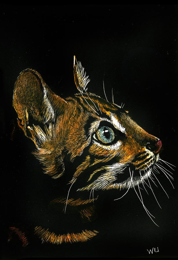Cat Looking Up Drawing by William Underwood