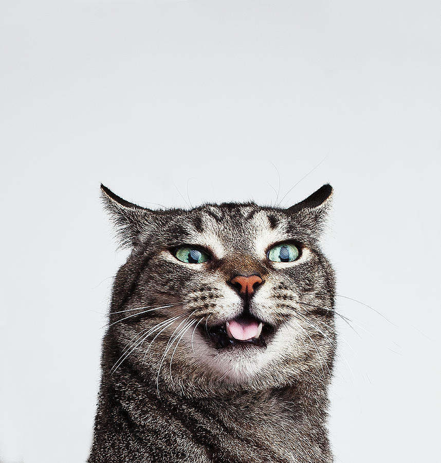 Cat Making Silly Face Photograph by William Andrew