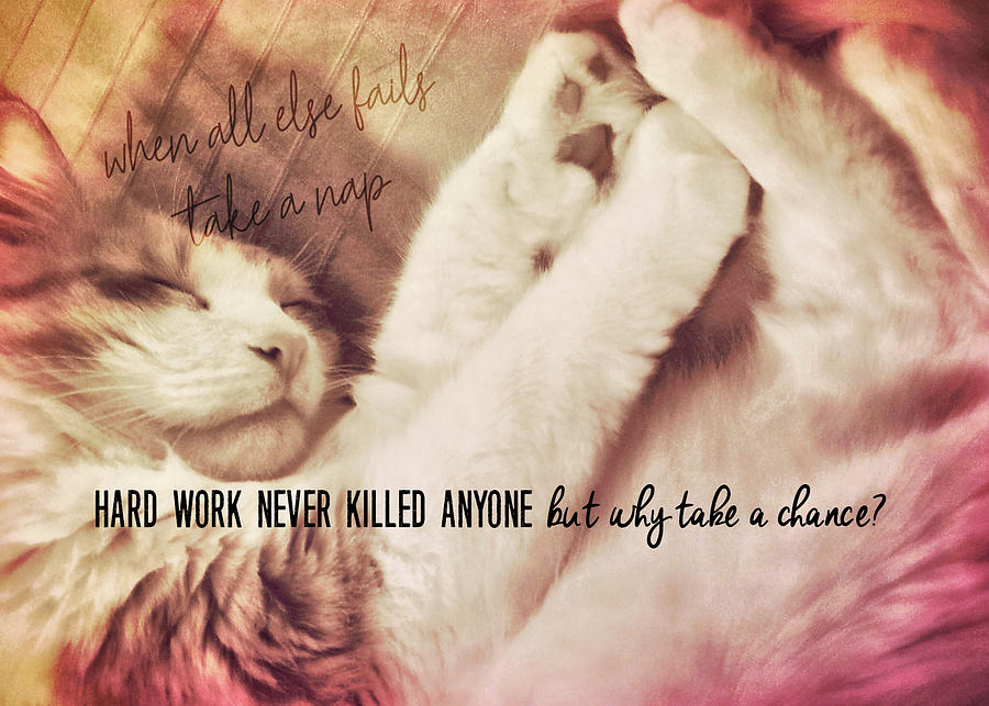 CAT NAPPING quote Photograph by JAMART Photography