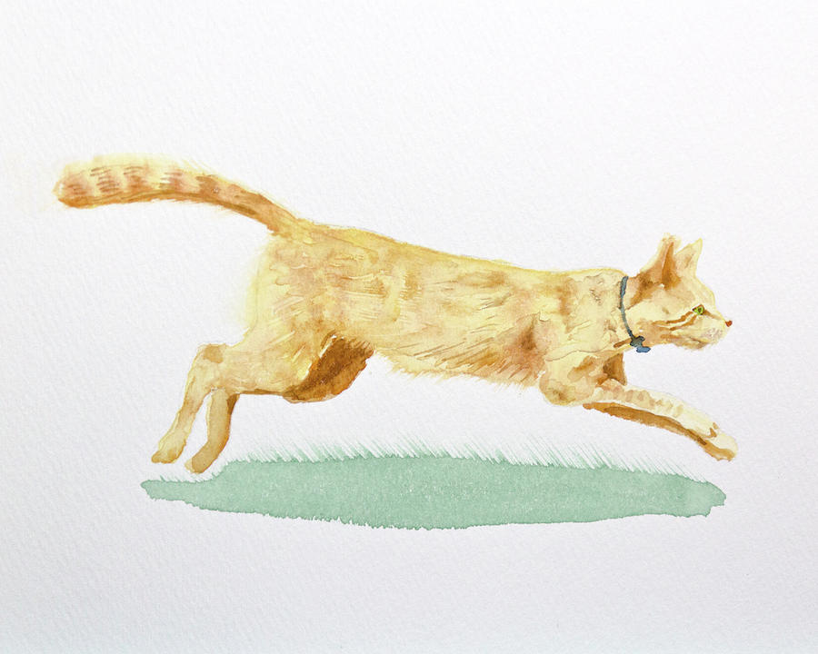 Cat Drawing - cat by Nobuki