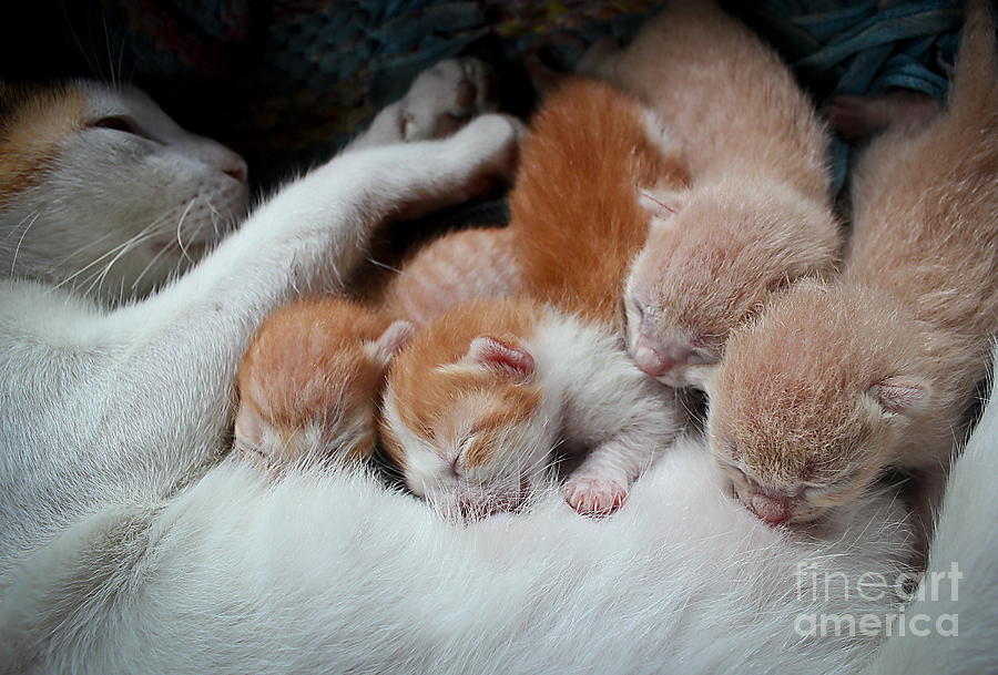 Cat Nursing Her Kittens Photograph by Grey Carnation