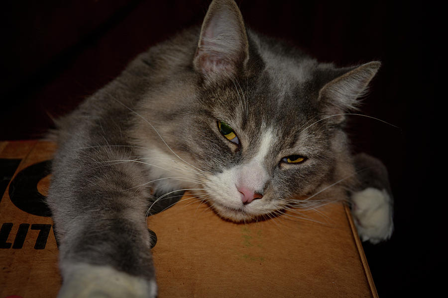 Cat On A Box Photograph By Brenda Landdeck Pixels 