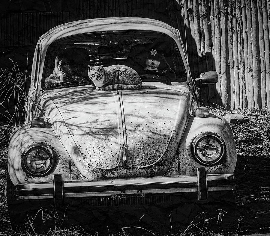Cat on a Hot VW Photograph by John Hansen