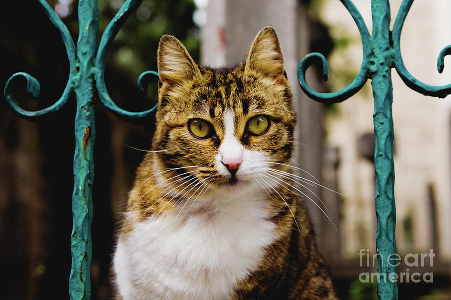Cat On A Fence Photograph
