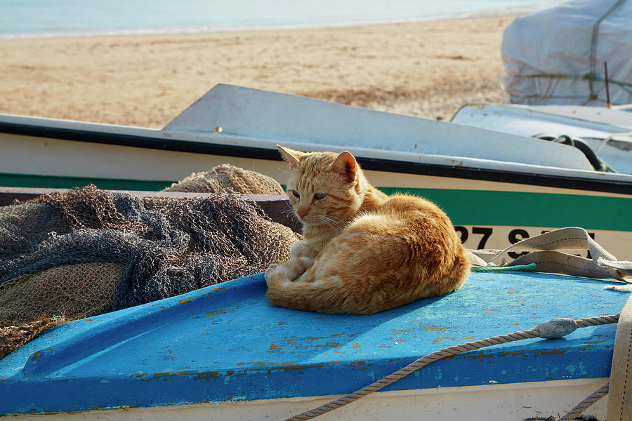 Cat On A Fishing Boat At The Beach Of Salema, Parque Natural Do Sudoeste Alentejano E Costa Vicentina, Atlantic Ocean, District Faro, Region Of Algarve, Portugal, Europe Photograph by Brigitte Merz