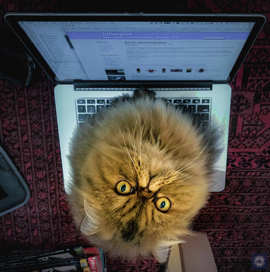 Cat on a hot computer Photograph by Anatole Beams