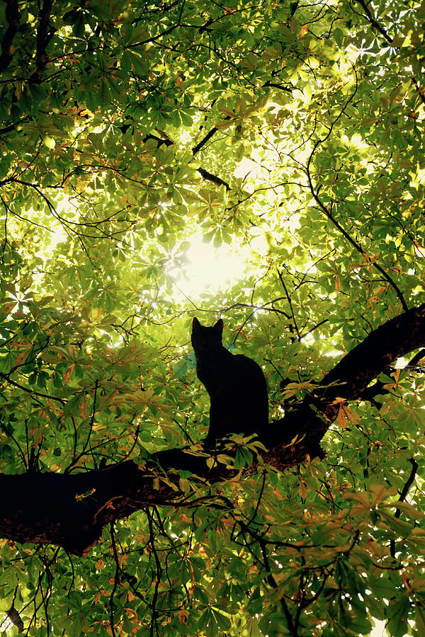 Nature Digital Art - Cat on a tree by Cambion Art