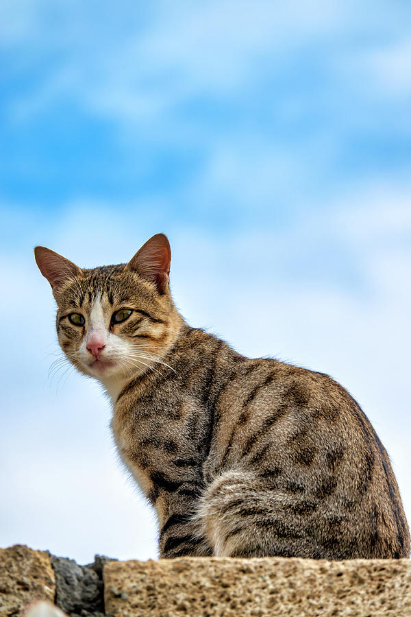Cat on a wall by Fabrizio Troiani Cat on a wall by Fabrizio Troiani