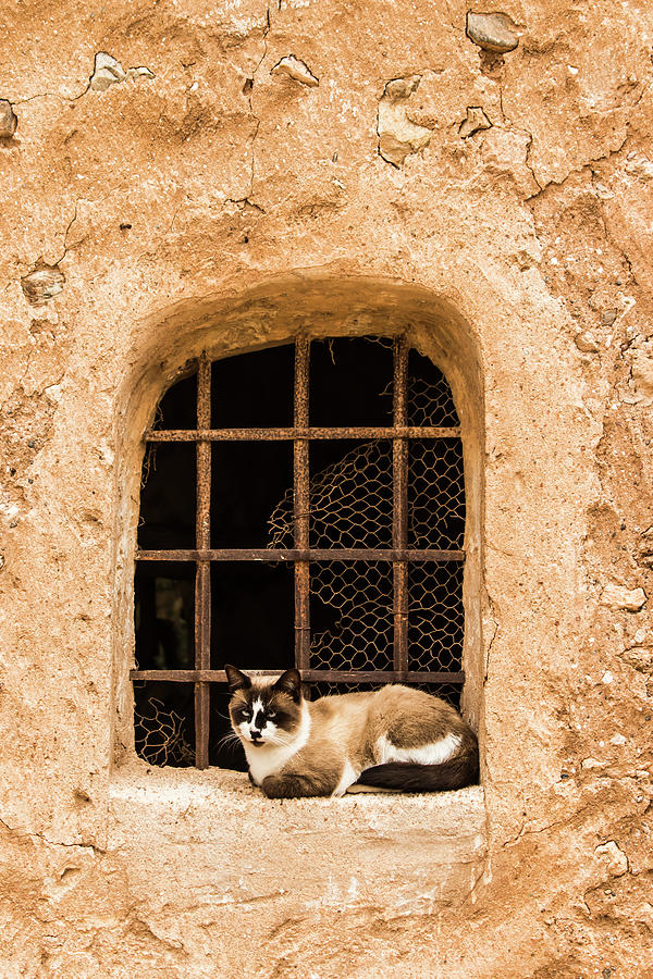 Animal Photograph - Cat on a window by Rosen Borisov