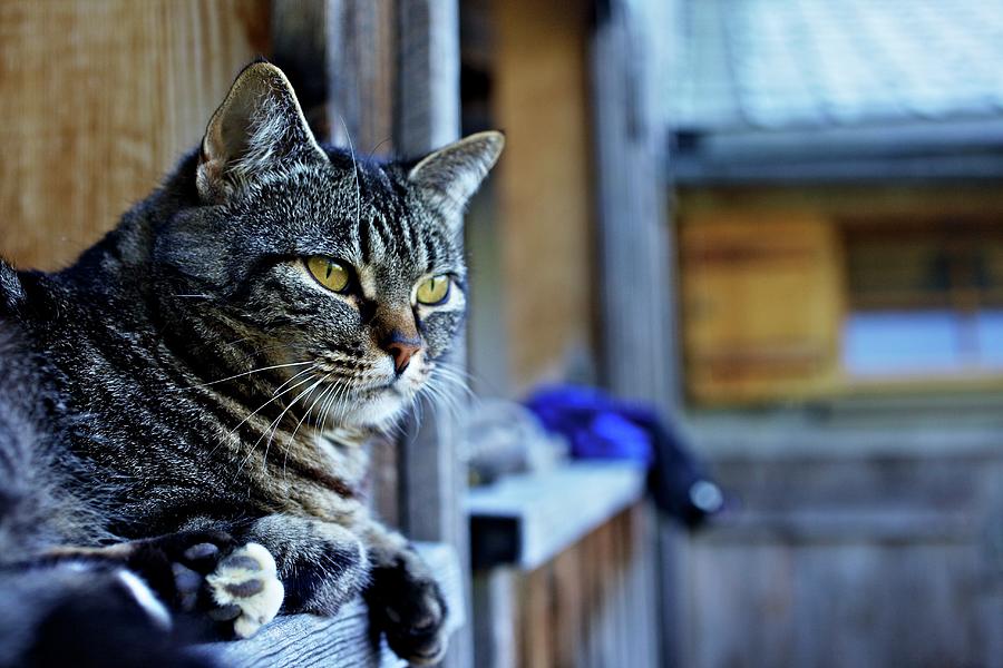 Cat On Balcony Of Farmhouse Photograph by Herbert Lehmann