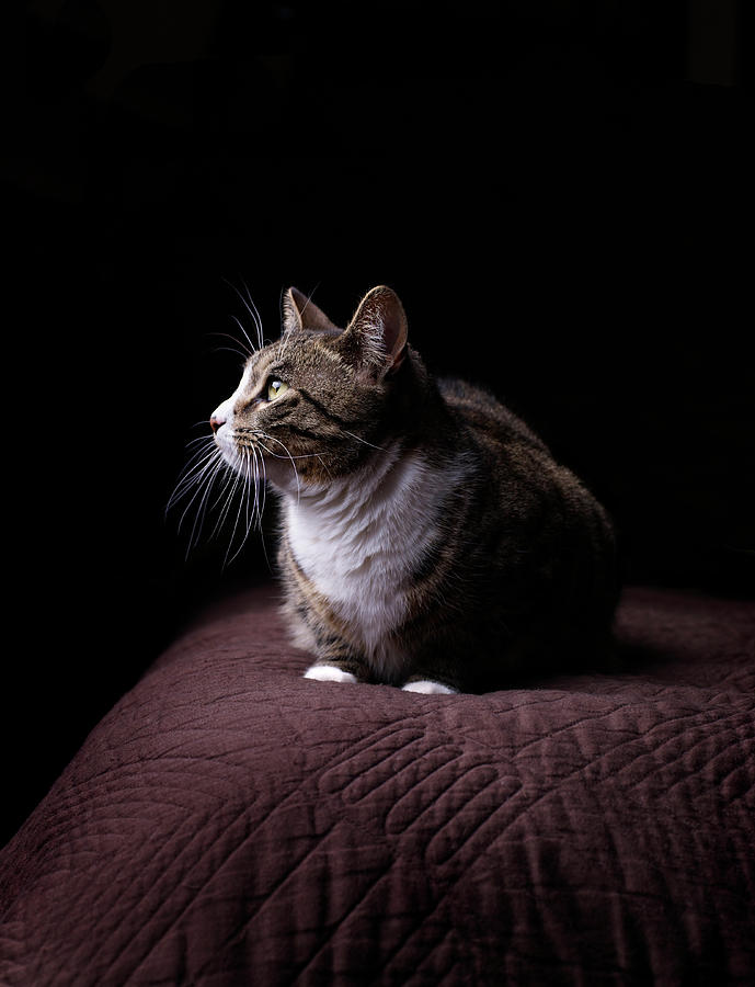 Cat On Bed, Close-up Photograph by Matt Carr
