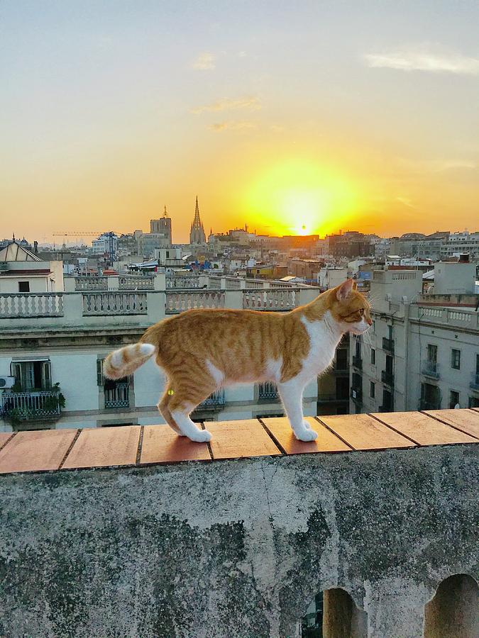 Cat On Edge At Sunset In Barcelona Photograph by Funkpix Photo Hunter