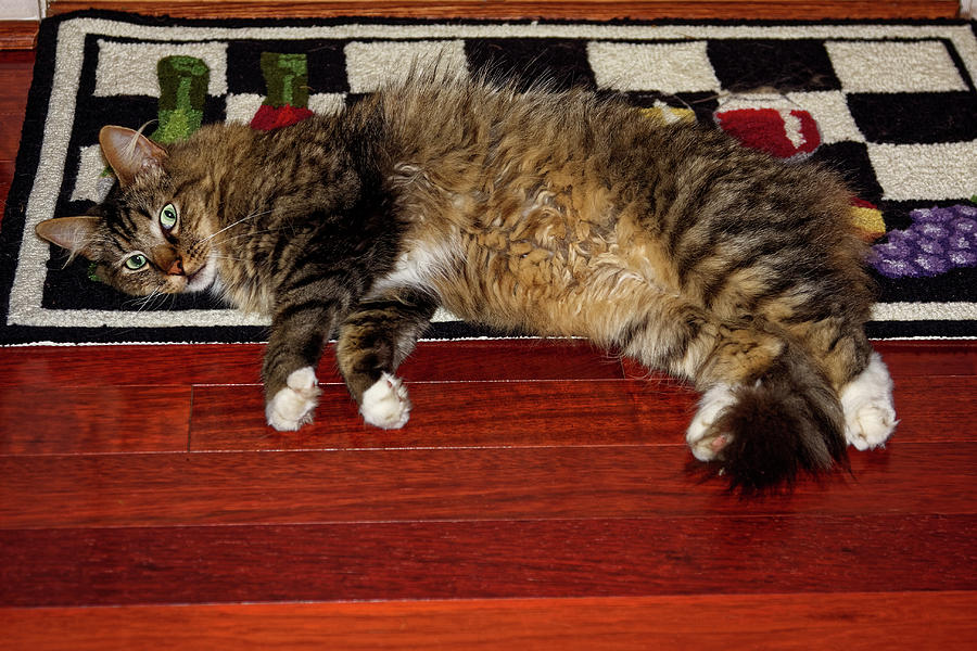 Cat on Hooked Rug Photograph by Sally Weigand