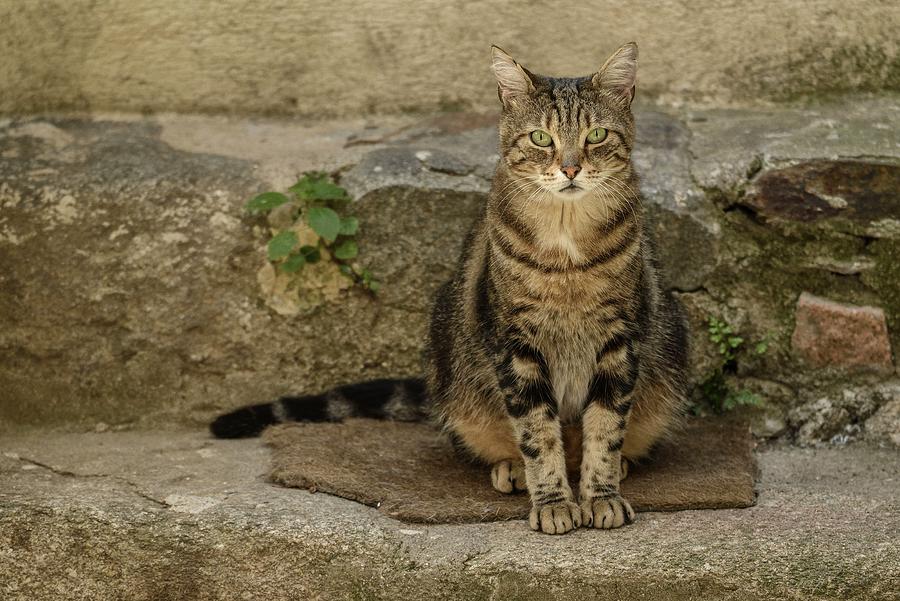 Cat On Stoop, Ramatuelle, France Digital Art by Heeb Photos