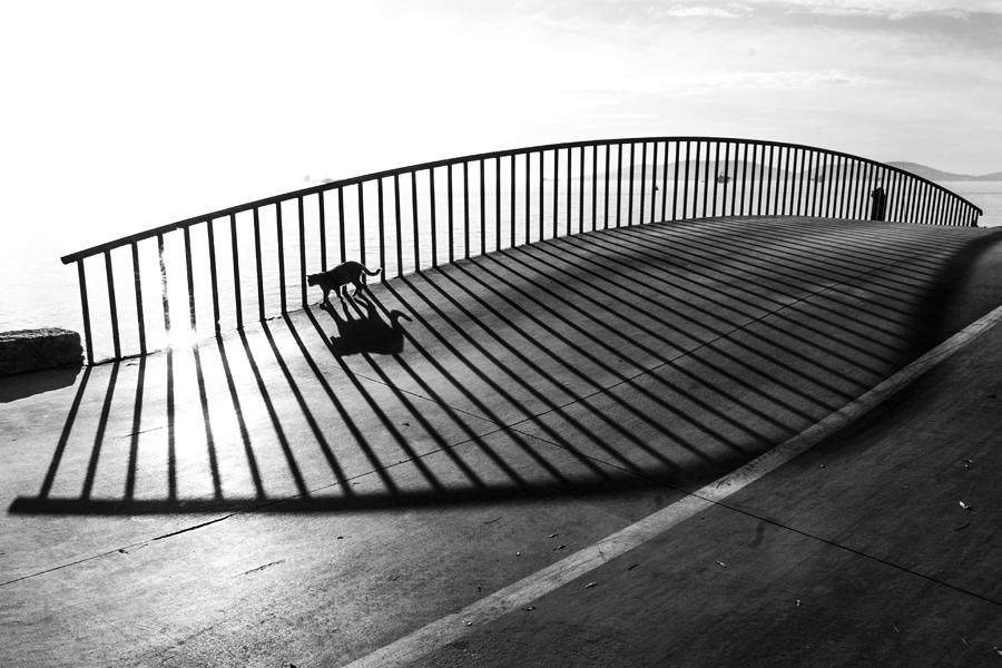 Cat On The Bridge Photograph by Ramiz Sahin