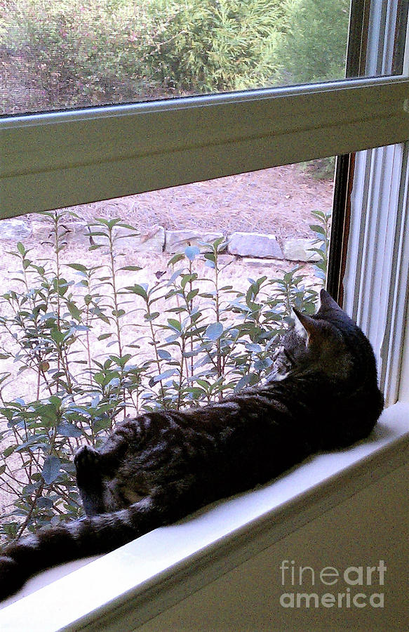 Cat On The Window Perch Photograph