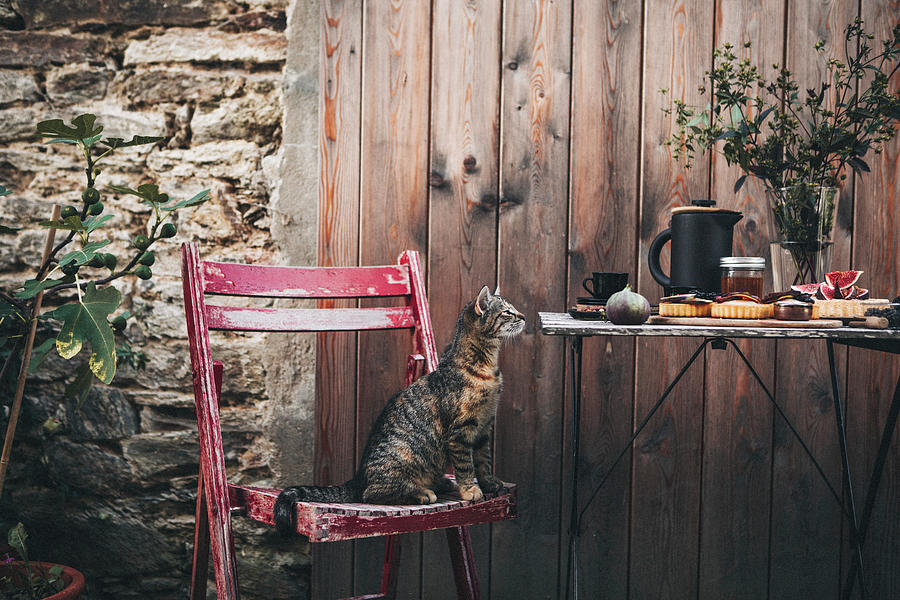 Cat On Wooden Chair Next To Table Set With Fig Tarts And Coffee In Garden Photograph by Claudia Gdke