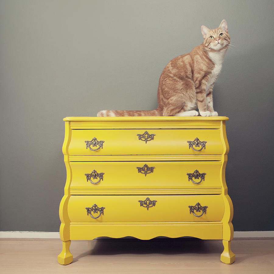 Cat On Yellow Cabinet Photograph by Paula Daniëlse