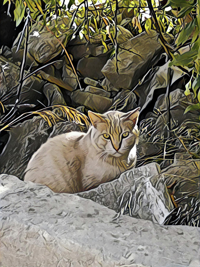 Cat portrait by Lucia Sirna Cat portrait by Lucia Sirna