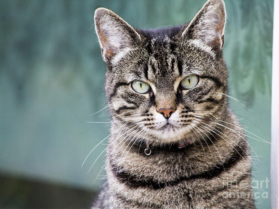 Cat posing for the camera. Photograph by Raymond De la Croix - Fine Art ...