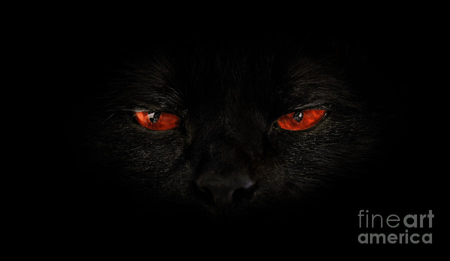 black cat with red eyes