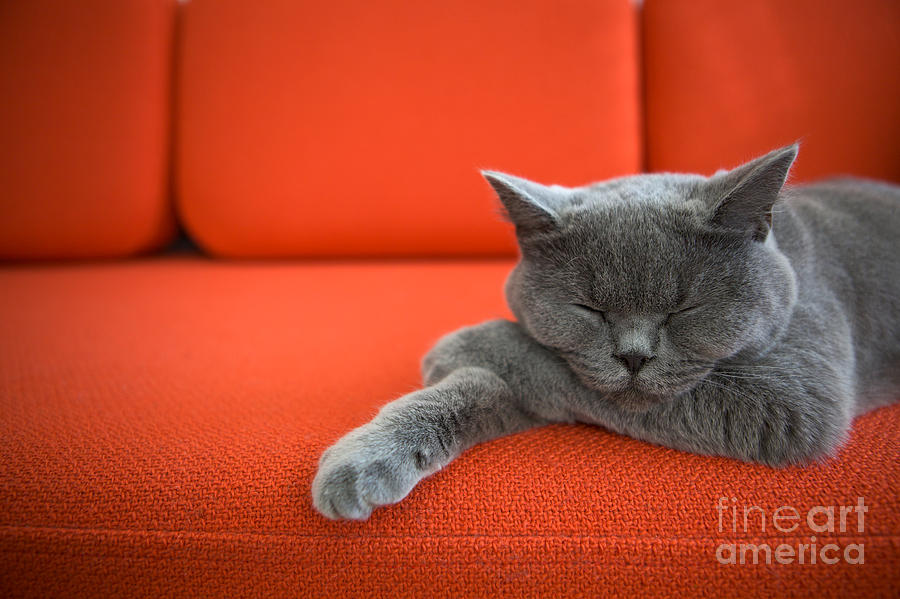 Space Photograph - Cat Relaxing On The Couch by Ac Manley