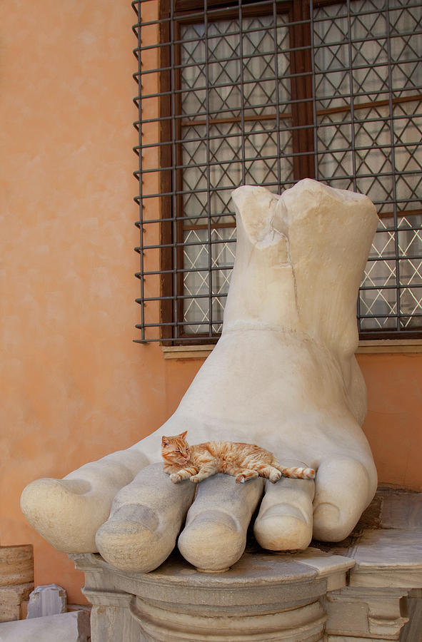 Cat Resting On A Piece Of Statue, Rome Photograph by Grant Faint