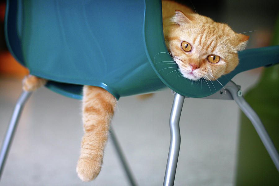 Cat Resting On Plastic Chair Photograph by Leoch Studio