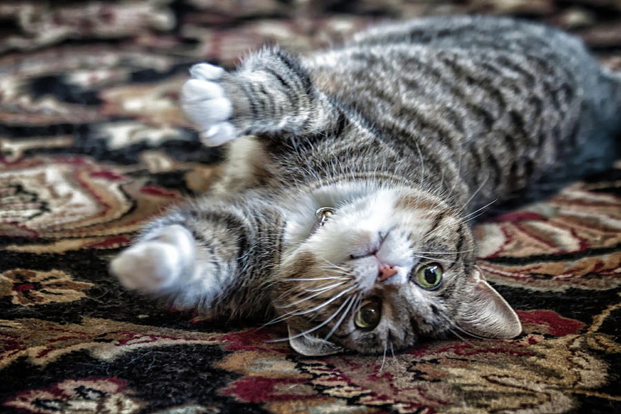 Cat rolling on carpet Photograph by Lauri Novak