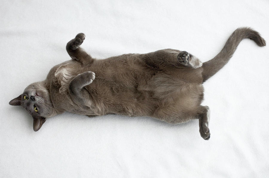 Cat Rolling On Its Back Photograph by Ska