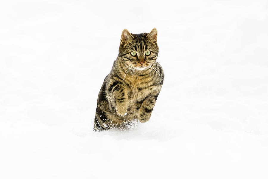 Cat Running In Snow, Domestic Cat, Male, Germany Photograph by Konrad ...