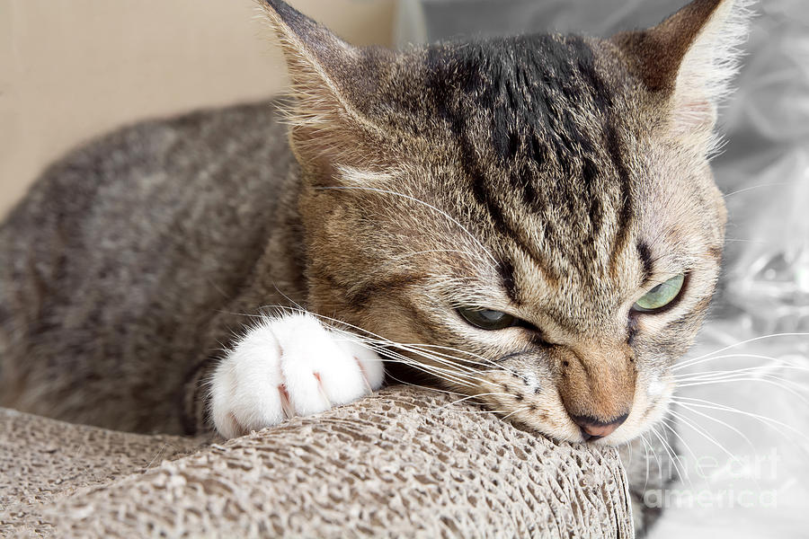 cat-scratching-and-bitingclaws-photograph-by-yimmyphotography-fine