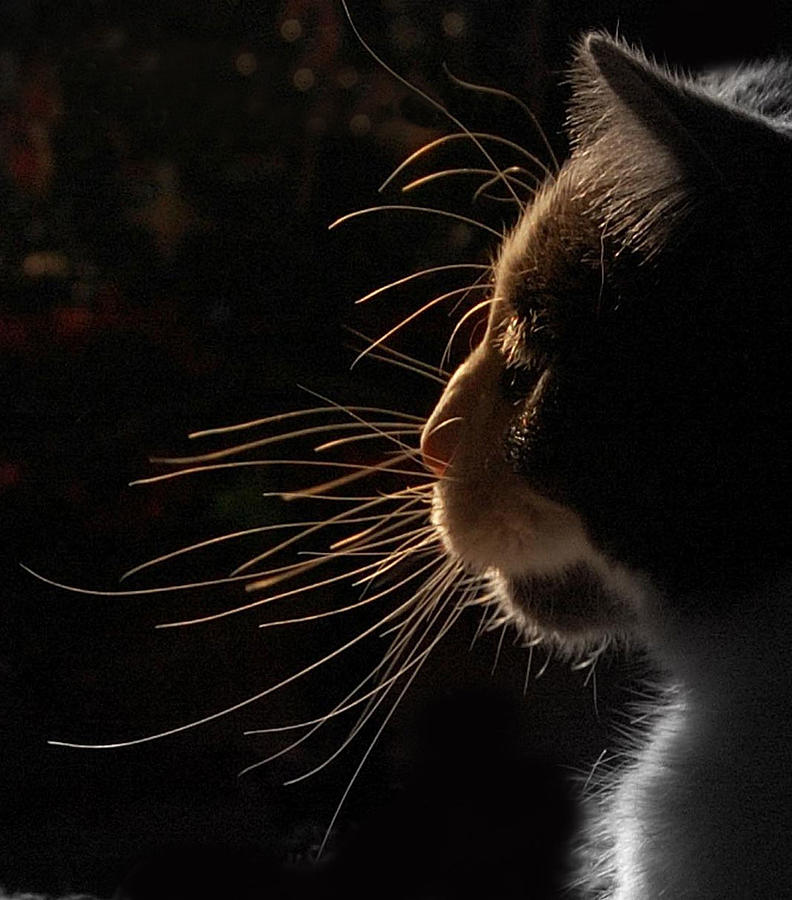 Cat Silhouette Photograph by By Laura Zenker/singleye Photography