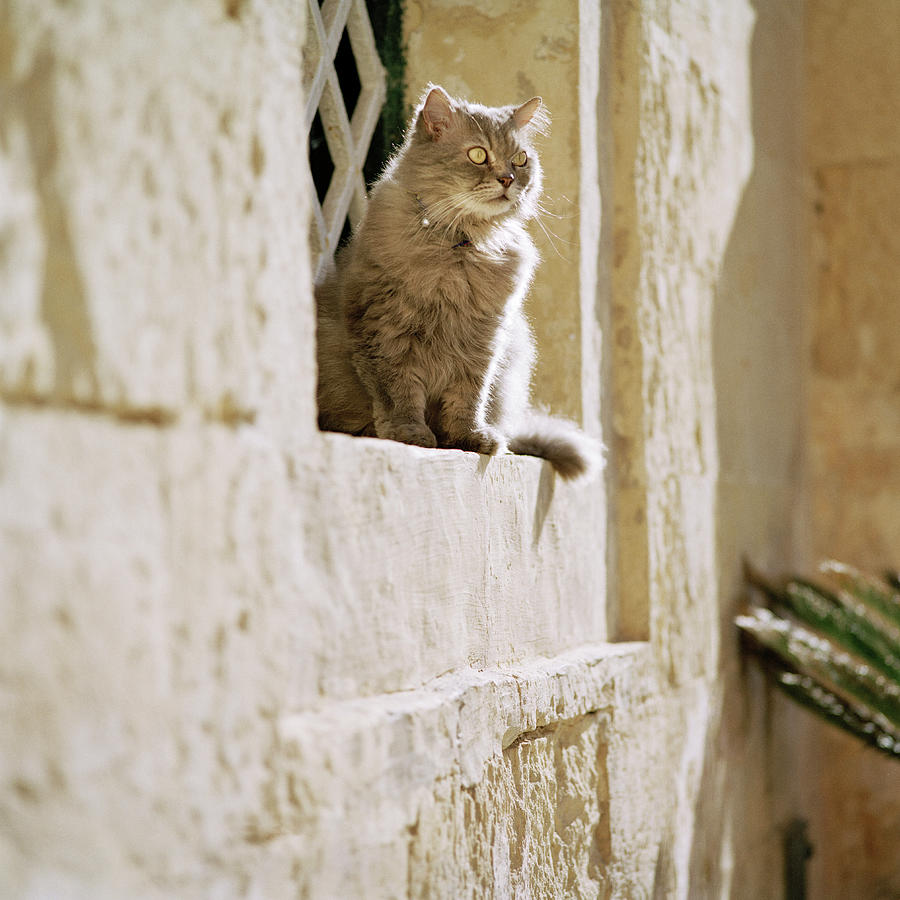 Cat Sitting In Window, Mdina, Malta Digital Art by Colin Dutton
