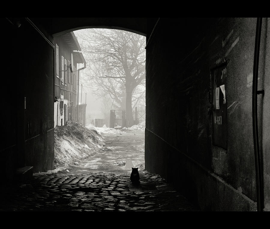 Cat Sitting Near Door Photograph by Wojtekzet
