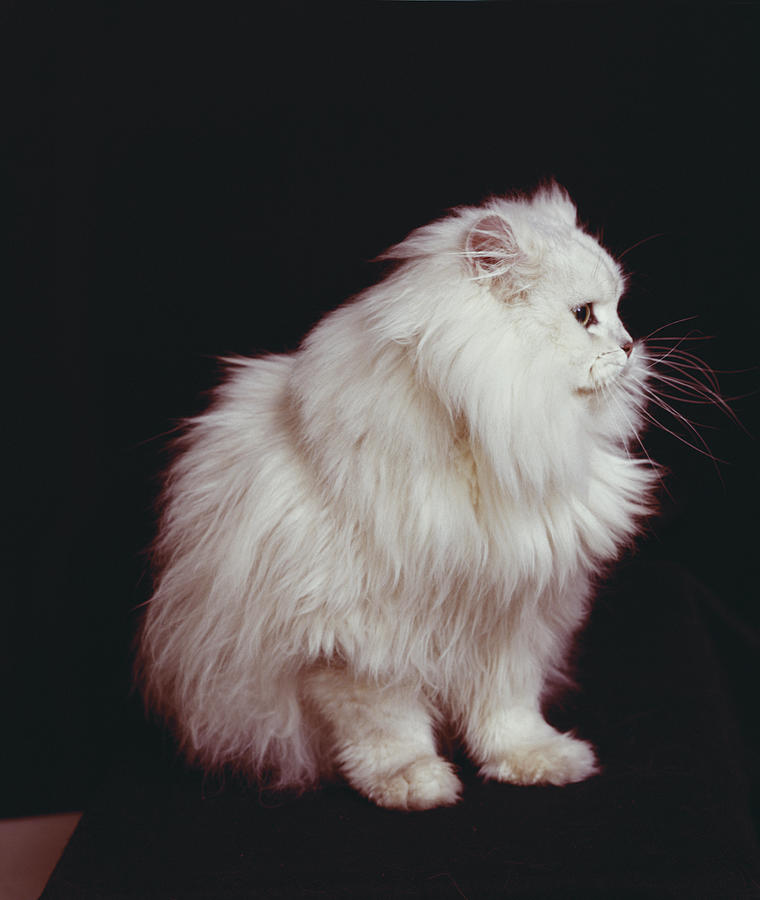 Cat Sitting On Black Background Photograph by Tom Kelley Archive