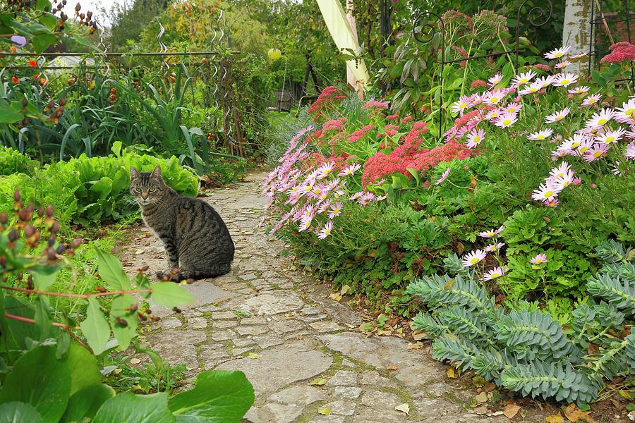Cat Sitting On Garden Path Next To Bed Of Ice Plant, Sedum And Spurge Photograph by Karlheinz Steinberger
