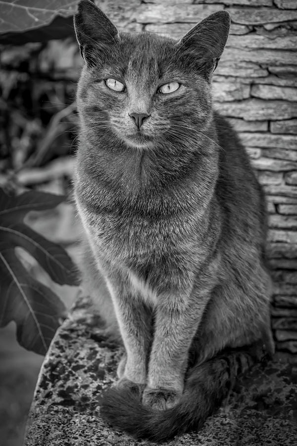 Black And White Photograph - Cat Sitting On Rock by Anita Vincze