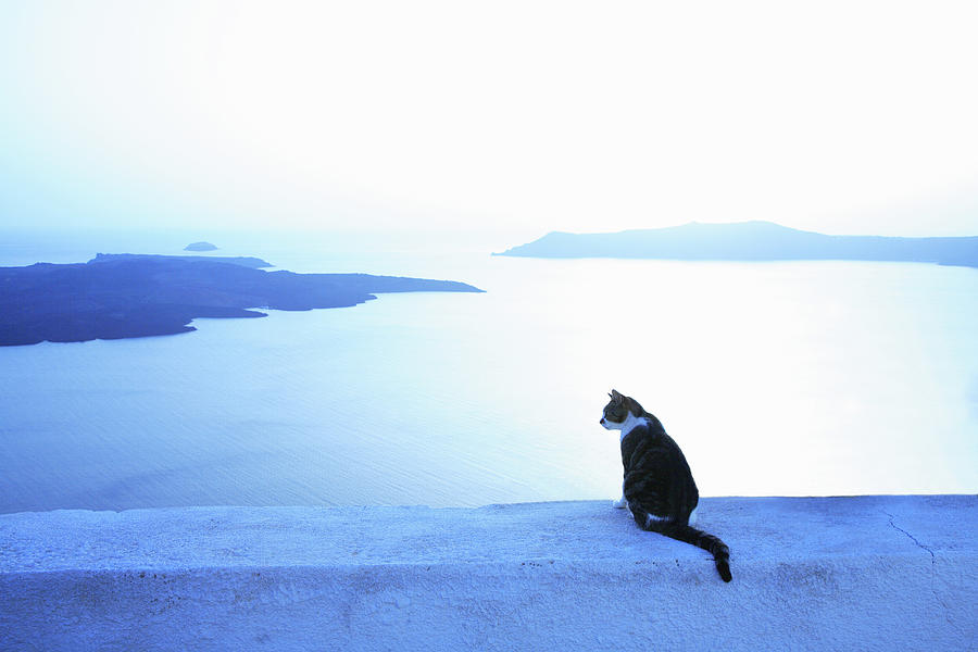 Cat Sitting On Wall At Seaside Photograph by Hiroshi Higuchi