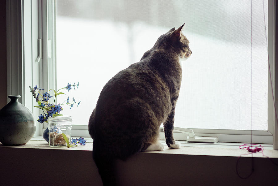 Cat Sitting On Window Sill At Home Photograph by Cavan Images Fine