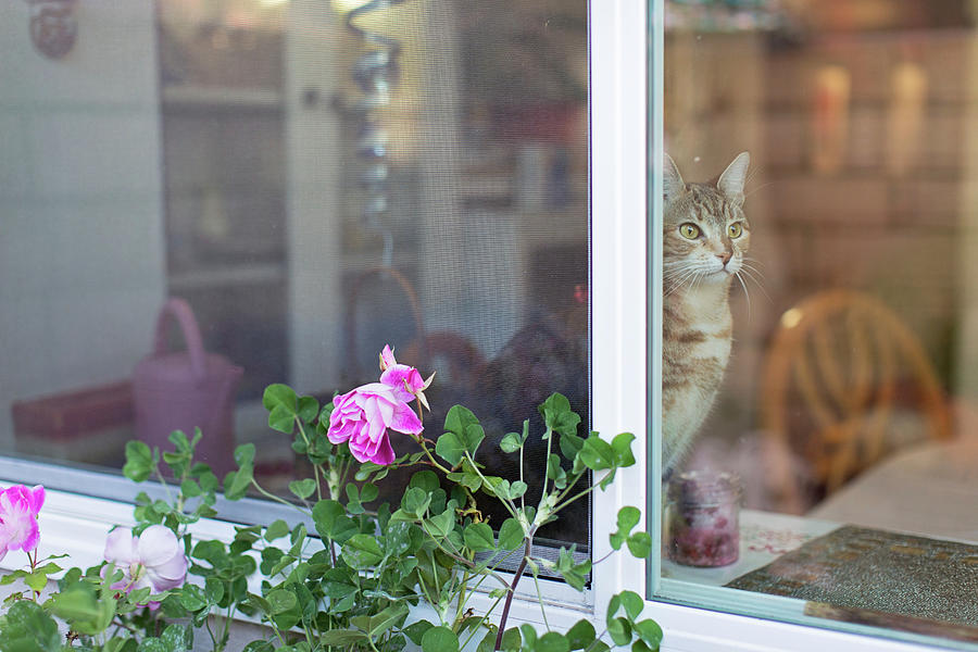 Cat Sitting On Windowsill Digital Art by Susan Gary Photography - Fine ...