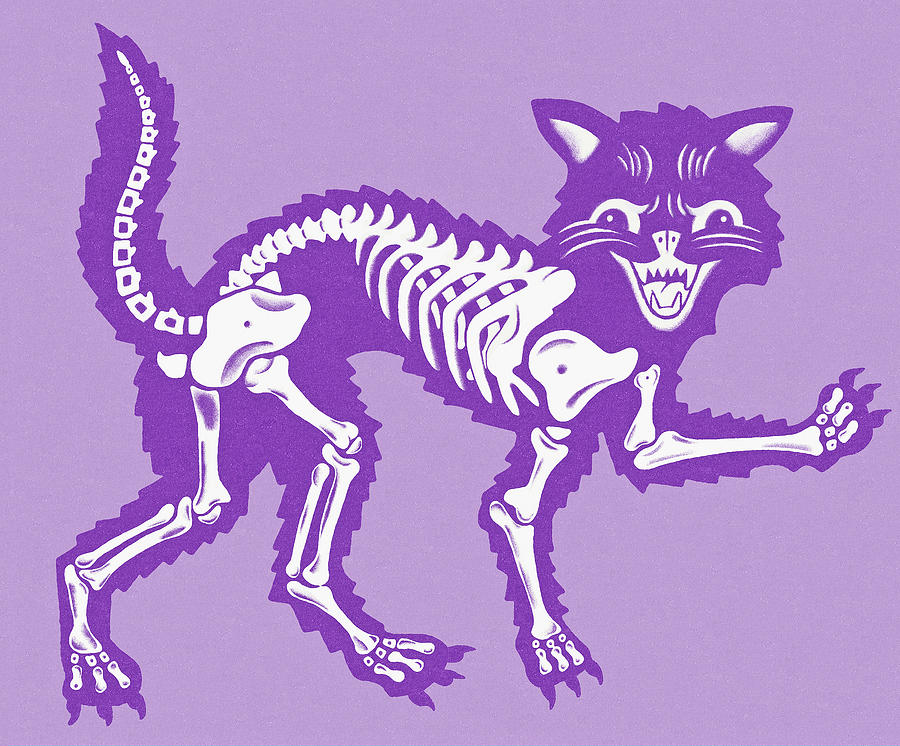 Halloween Drawing - Cat Skeleton by CSA Images
