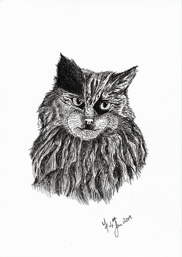 Cat Sketch Drawing by Martina Fagan