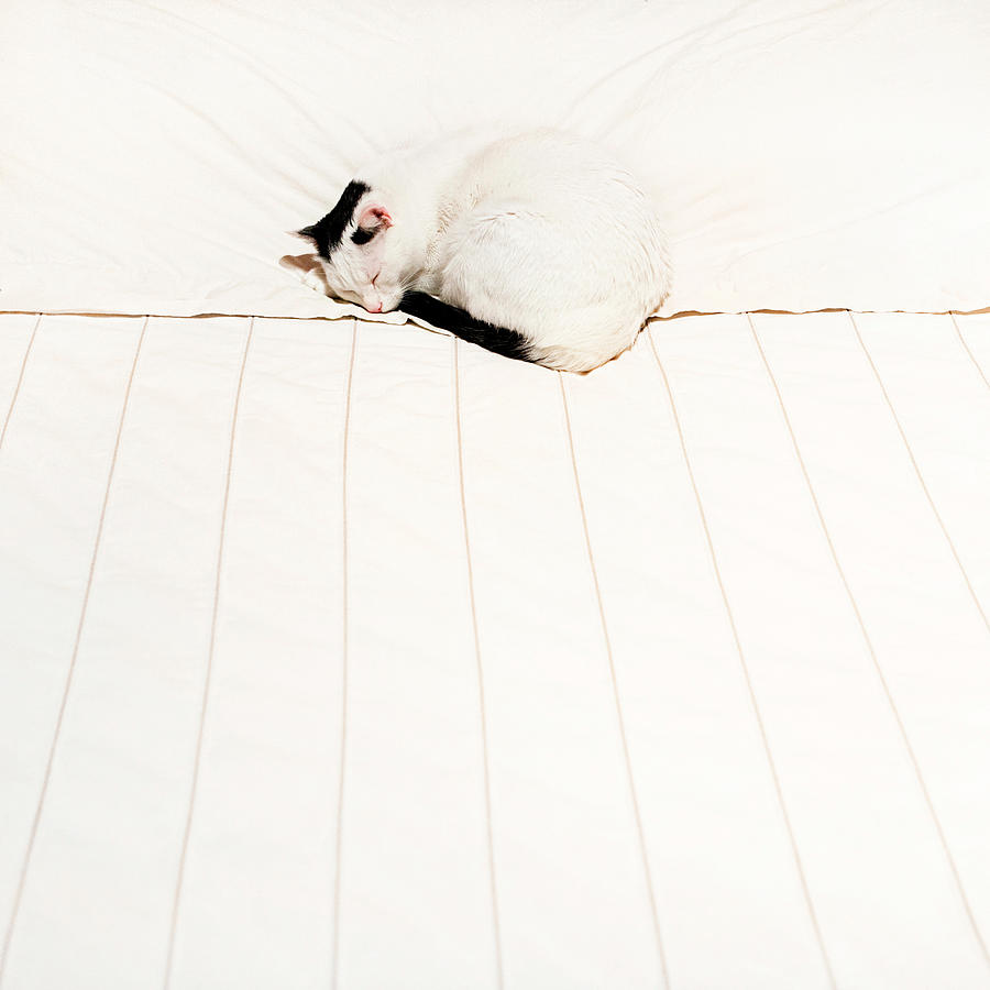 Cat Sleep Photograph by Roc Canals Photography