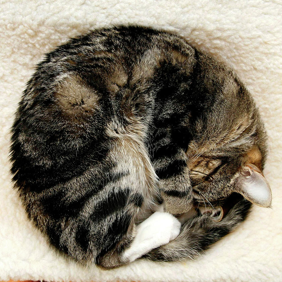 Cat Sleeping Curled Into Ball Photograph by Kerry M. Halasz