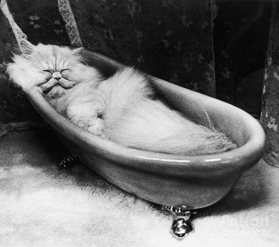 Cat Sleeping In Small Bathtub Photograph by Bettmann