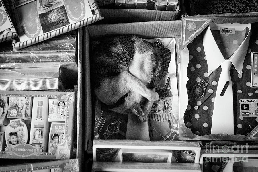 Cat Sleeping on a Bangkok Market Stall Photograph by Dean Harte