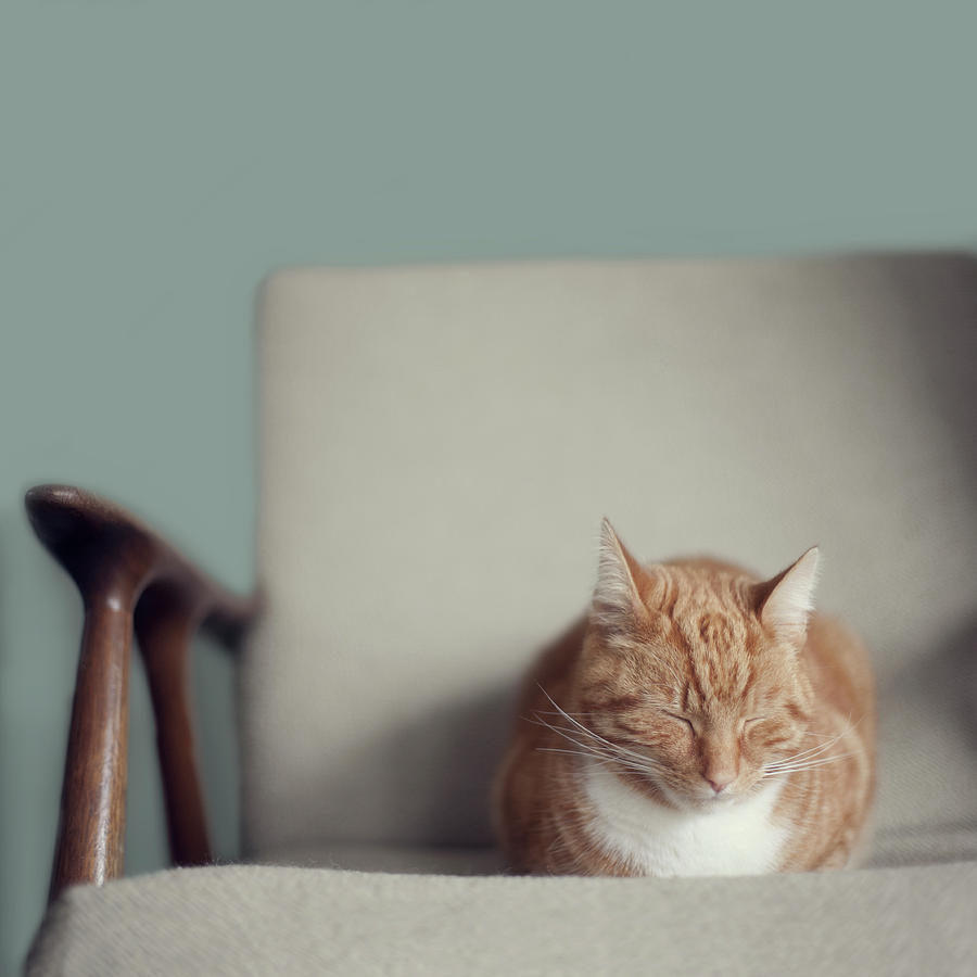 Cat Sleeping On Comfy Creme Chair Photograph by Paula Daniëlse