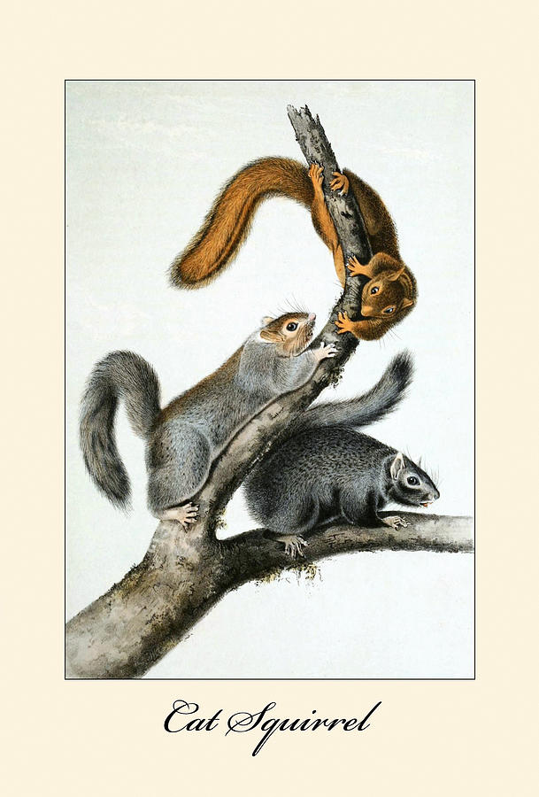 Cat Squirrel Painting by John Joseph Audubon
